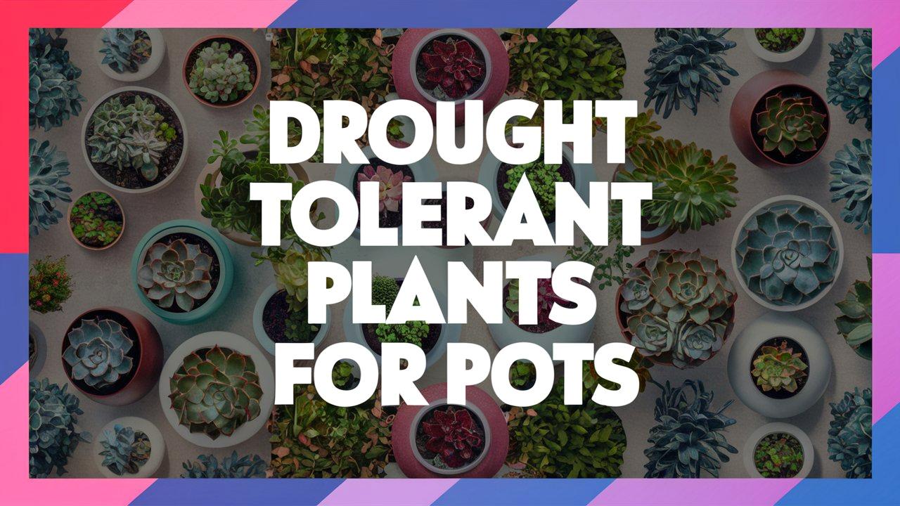 Drought Tolerant Plants For Pots