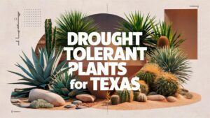 Drought Tolerant Plants For Texas