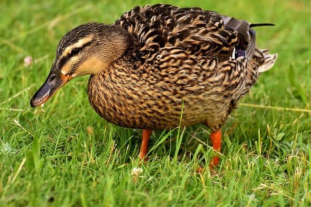 Duck Foraging