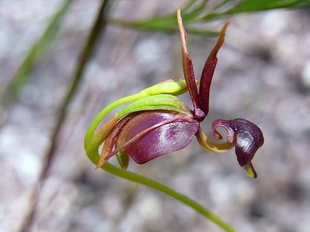 Duck Orchid (Caleana major)