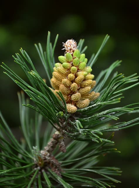 Dwarf Mugo Pine ‘Mops’ (Pinus mugo ‘Mops’)