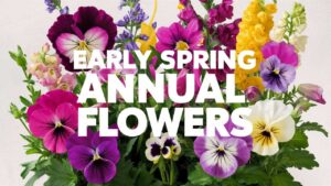 Early Spring Annual Flowers