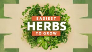 Easiest Herbs to Grow