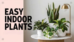 Easy Indoor Plants