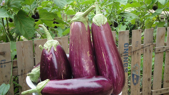 Eggplant Care