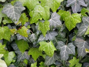 Propagating English Ivy