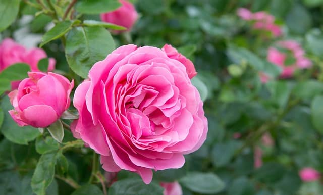 English Rose (Rosa hybrids)