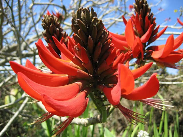 Spiny Red Coral Tree (Erythrina schliebenii)