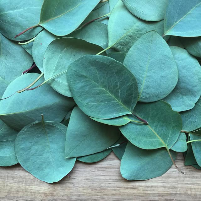 Harvesting Eucalyptus