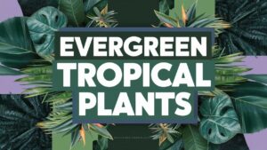 Evergreen Tropical Plants