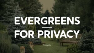 Evergreens For Privacy