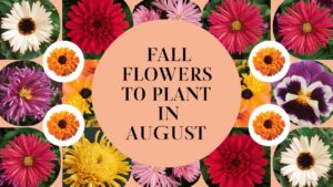Fall Flowers To Plant In August