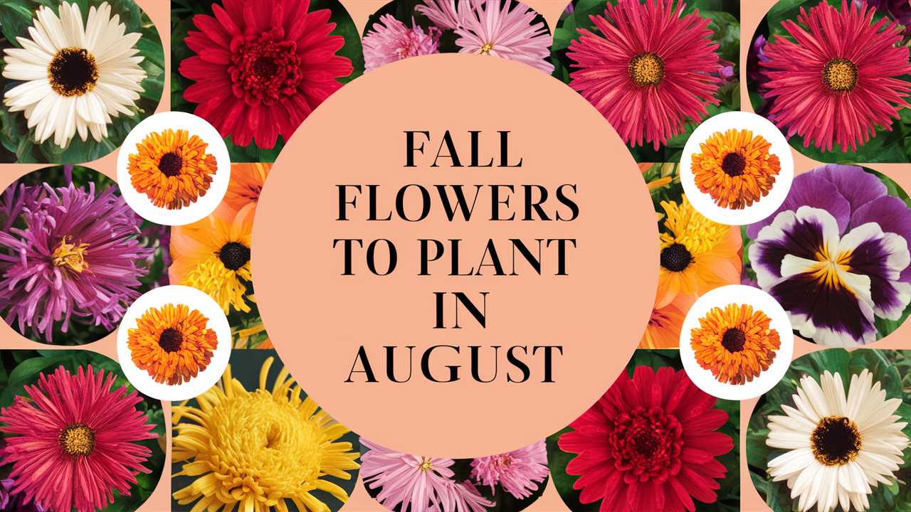 Fall Flowers To Plant In August
