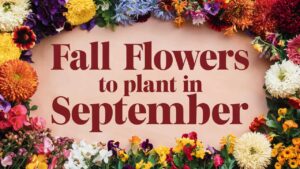 Fall Flowers To Plant In September
