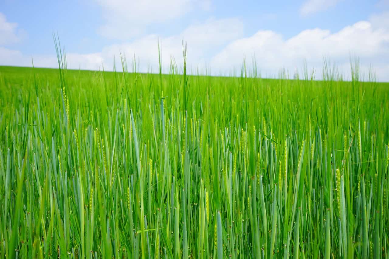 Fall Garden Cover Crops