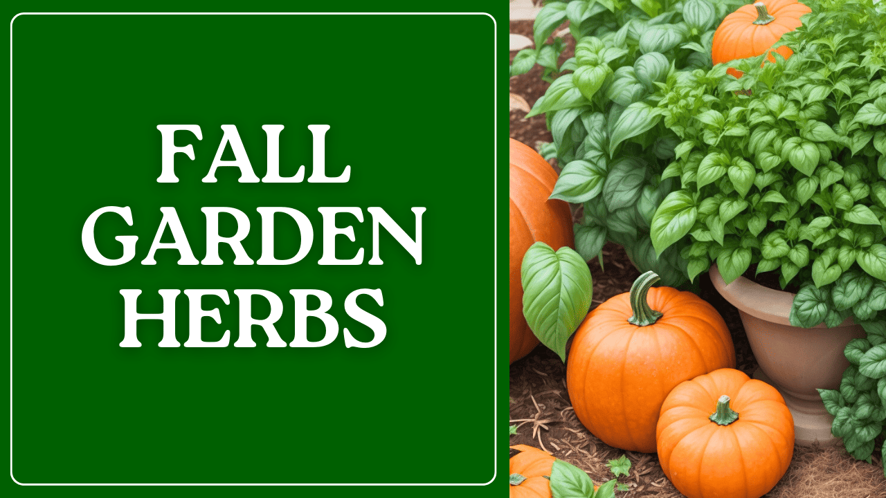 Fall Garden Herbs – Growing Fall Flavors in Your Garden