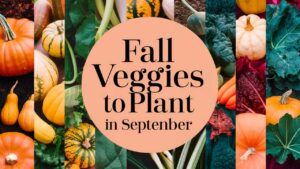 Fall Veggies To Plant In September