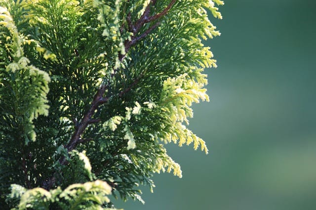 False Cypress (Chamaecyparis pisifera 'Golden Mop')