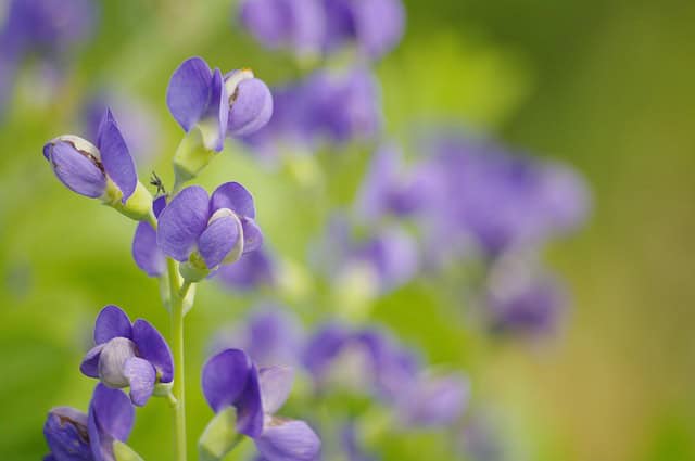 False Indigo (Baptisia)