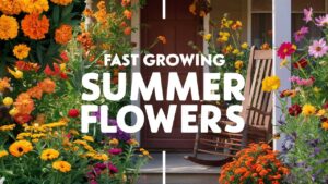 Fast Growing Summer Flowers