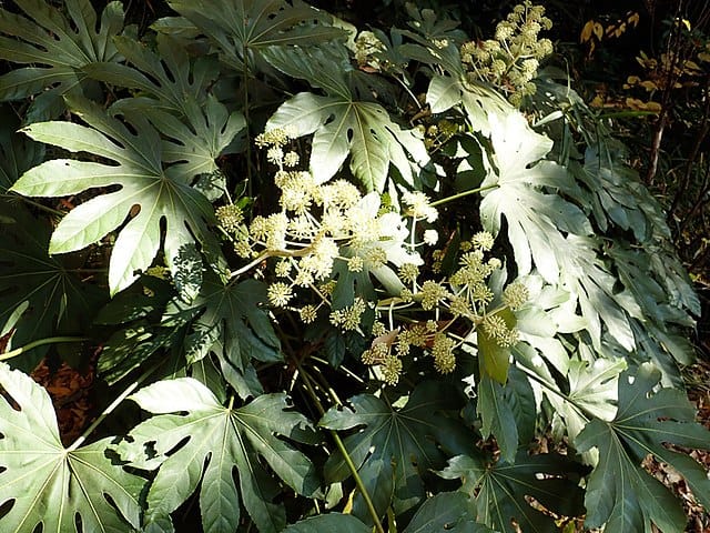 Fatsia Japonica