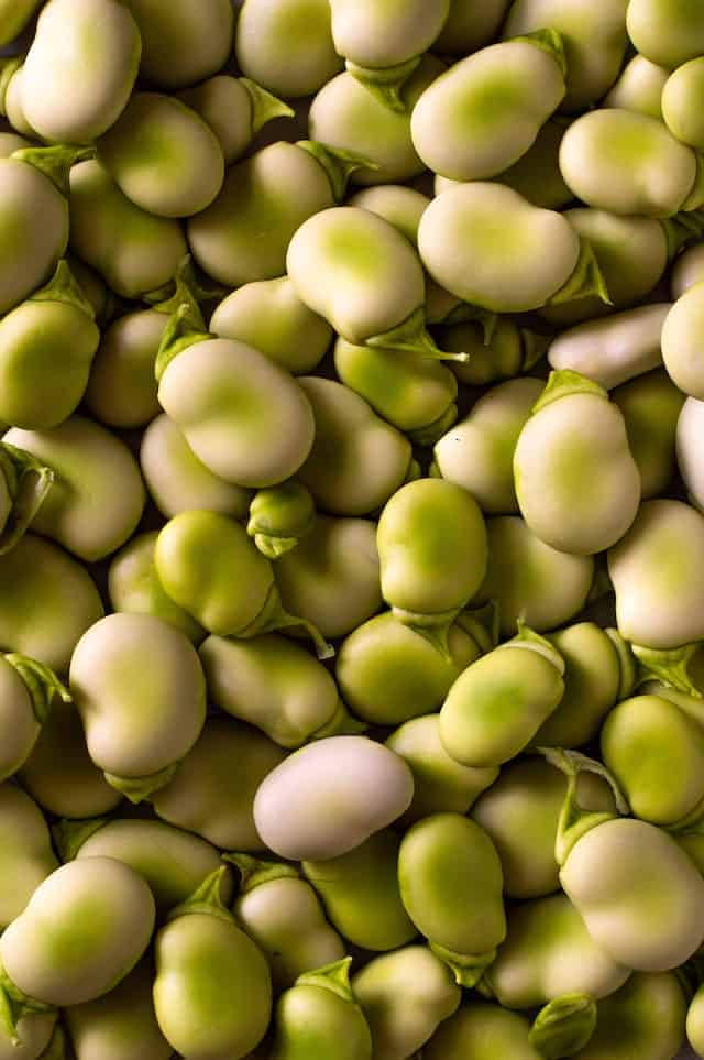 Fava Bean Vert