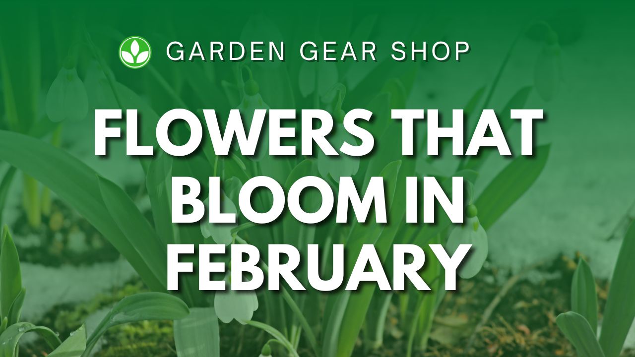 February Flowers In Season – Flowers That Bloom In February