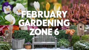 February Gardening Zone 6