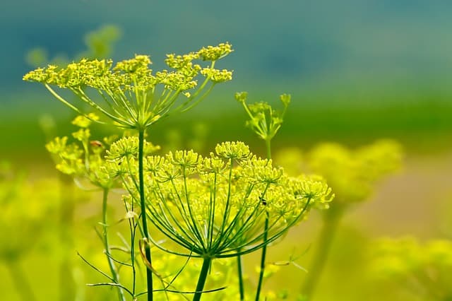 Fennel Care