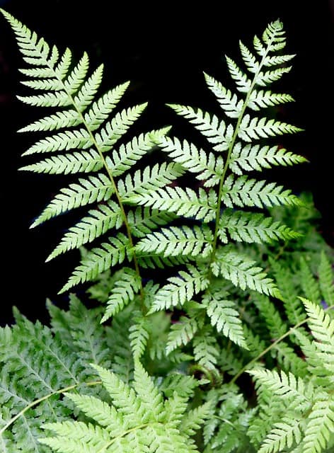 Fern