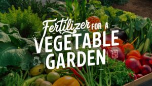 Fertilizer For A Vegetable Garden