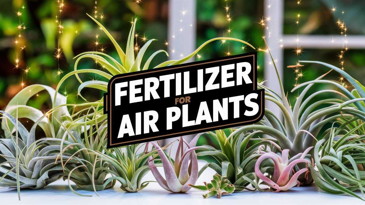 Fertilizer For Air Plants