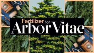 Fertilizer For Arborvitae