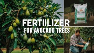 Fertilizer For Avocado Trees