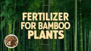 Fertilizer For Bamboo Plants