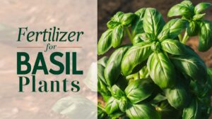 Fertilizer For Basil Plants