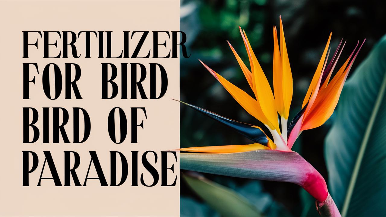 Fertilizer For Bird Of Paradise
