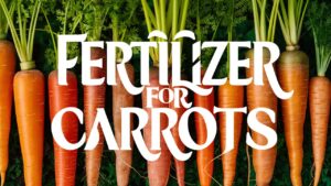 Fertilizer For Carrots