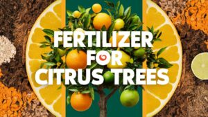 Fertilizer For Citrus Trees