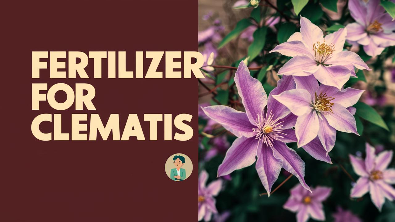 Fertilizer For Clematis