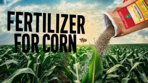 Fertilizer For Corn