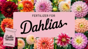 Fertilizer For Dahlias