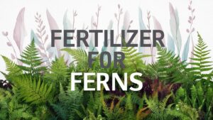 Fertilizer For Ferns