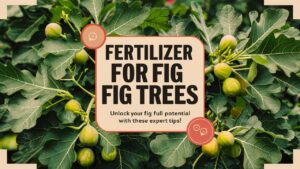 Fertilizer For Fig Trees