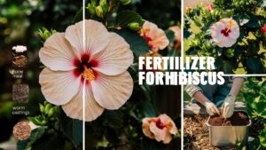 Fertilizer For Hibiscus
