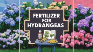 Fertilizer For Hydrangeas
