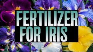 Fertilizer For Iris