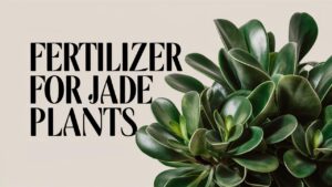 Fertilizer For Jade Plants