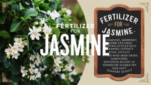 Fertilizer For Jasmine