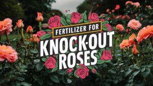 Fertilizer For Knockout Roses